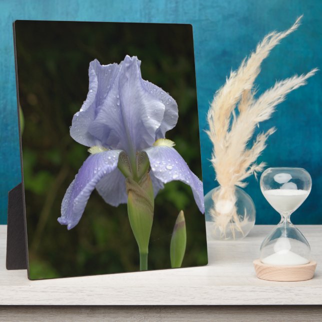 Plaque Photo Joli bleu Iris Floral Raindrops EASEL (Côté)