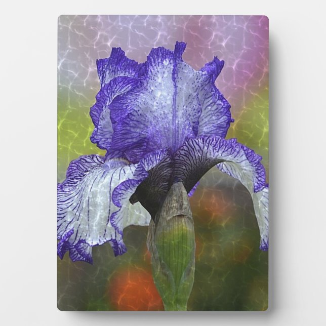 Plaque Photo Joli Iris Violet (Devant)