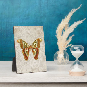 Plaque Photo Jolie papillon de nuit vintage botanique sur table
