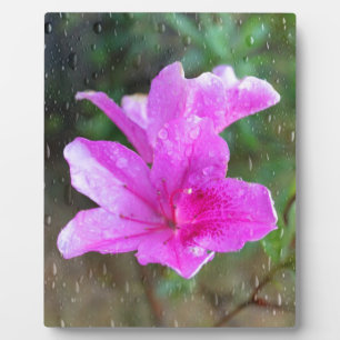 Plaque Photo Jolies fleurs roses de jardin avec gouttes de plui