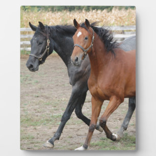 Plaque Photo Jouer au cheval