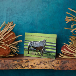 Plaque Photo Jument Appaloosa et poulain