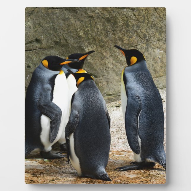 Plaque Photo King Penguin (Devant)