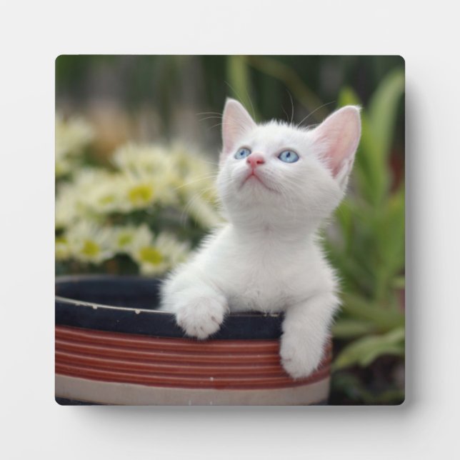 Plaque Photo Kitten blanc turc (Devant)