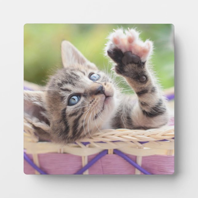 Plaque Photo Kitten Dans Un Panier (Devant)