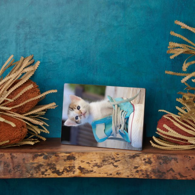 Plaque Photo Kitten En Chaussure (Côté)