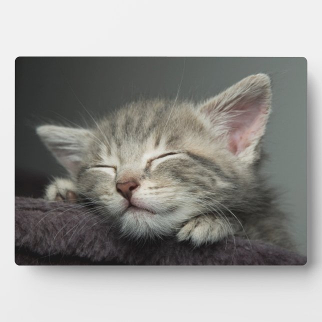 Plaque Photo Kitten endormi (Devant)