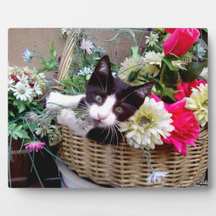 Plaque Photo Kitten in a Basket