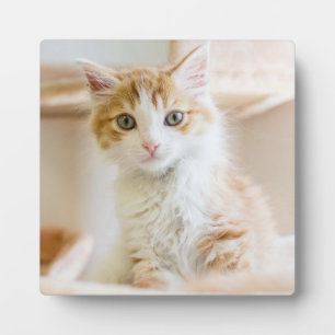 Plaque Photo Kitten orange et blanc