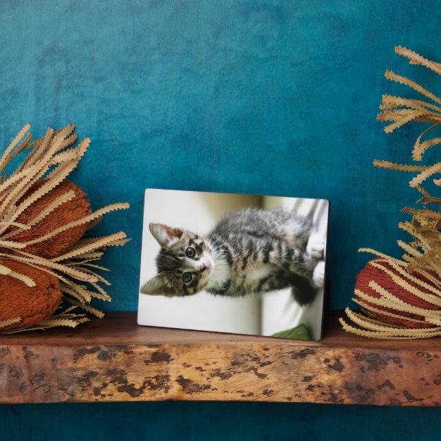 Plaque Photo Kitten Stare (Côté)