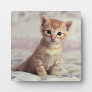 Plaque Photo Kitten Tiny Ginger