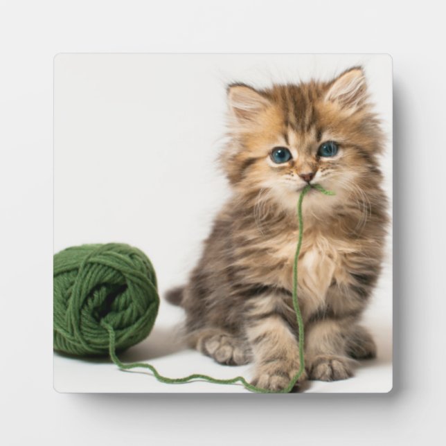 Plaque Photo Kitten With Green Yarn (Devant)
