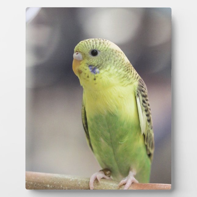 Plaque Photo Kiwi Burbell (Devant)