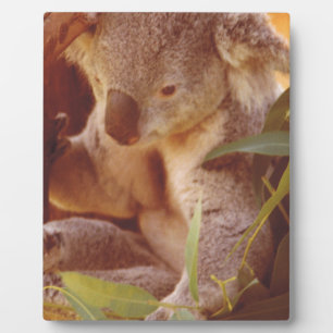Plaque Photo Koala Bear Love