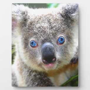 Plaque Photo Koala Bears