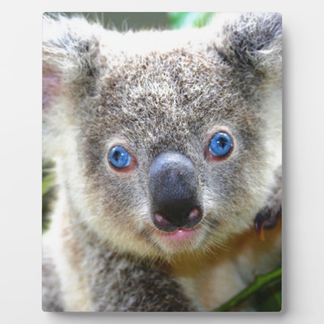 Plaque Photo Koala Bears (Devant)