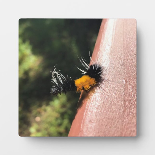 Plaque Photo La Chaudière dansante (Devant)