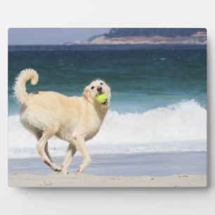 Plaque Photo Labradoodle - Joyeuse journée sur la plage