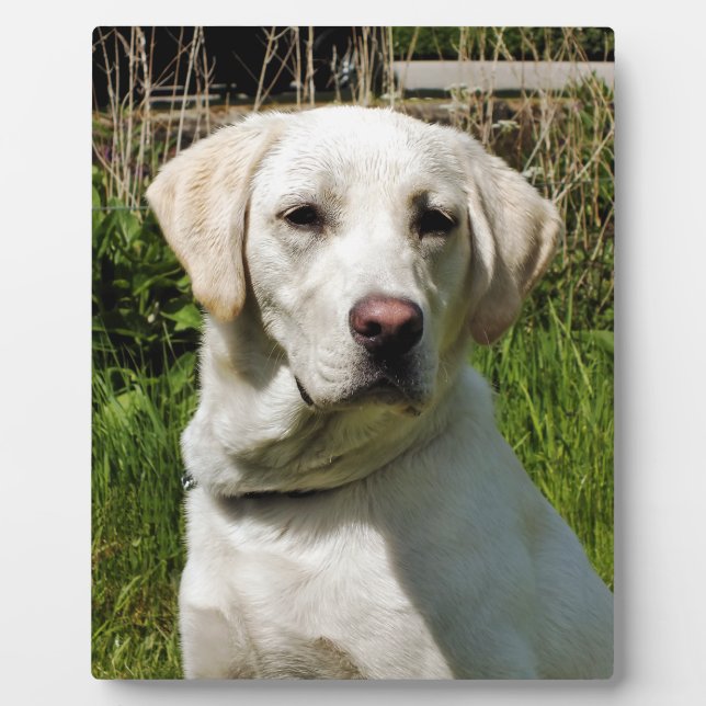 PLAQUE PHOTO LABRADOR (Devant)