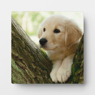 Plaque Photo Labrador Chiot Assis Dans Un Cadre De Bois