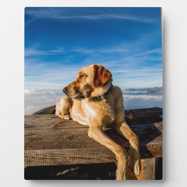 Plaque Photo Labrador sur la plage (Devant)