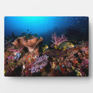 Plaque Photo Laja Ampat sous-marin