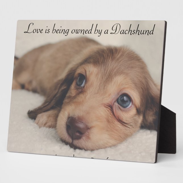 Plaque Photo L'amour appartient à un Dachshund (Côté)