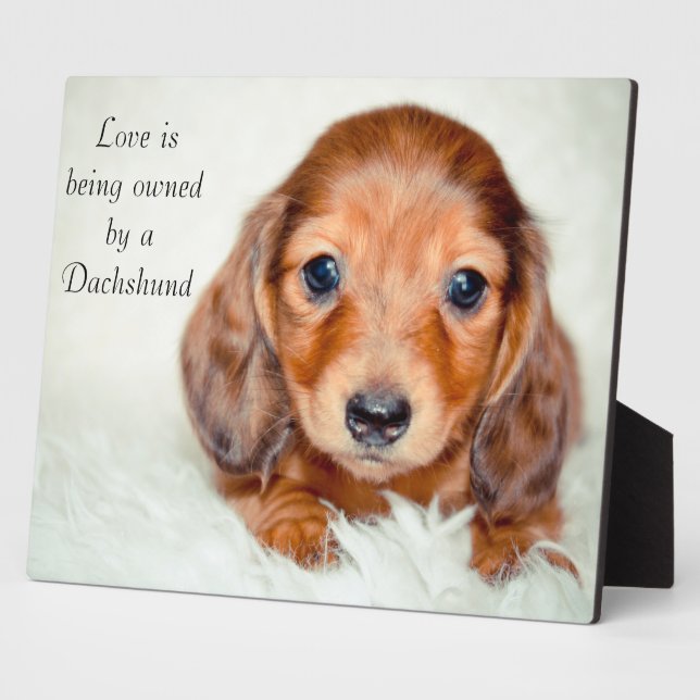 Plaque Photo L'amour appartient à un Dachshund (Côté)