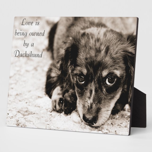Plaque Photo L'amour appartient à un Dachshund (Côté)