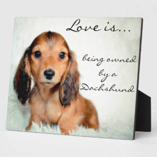 Plaque Photo L'amour appartient à un Dachshund-Pixel