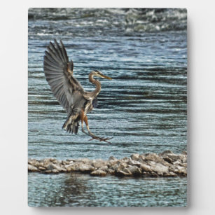 Plaque Photo Landing Great Blue Heron Wildlife Birdlover Design