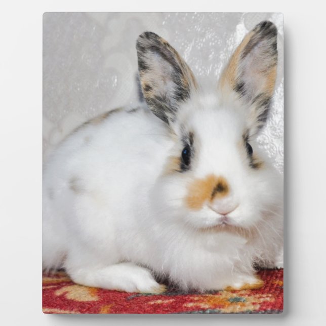 Plaque Photo Lapin de Pâques (Devant)