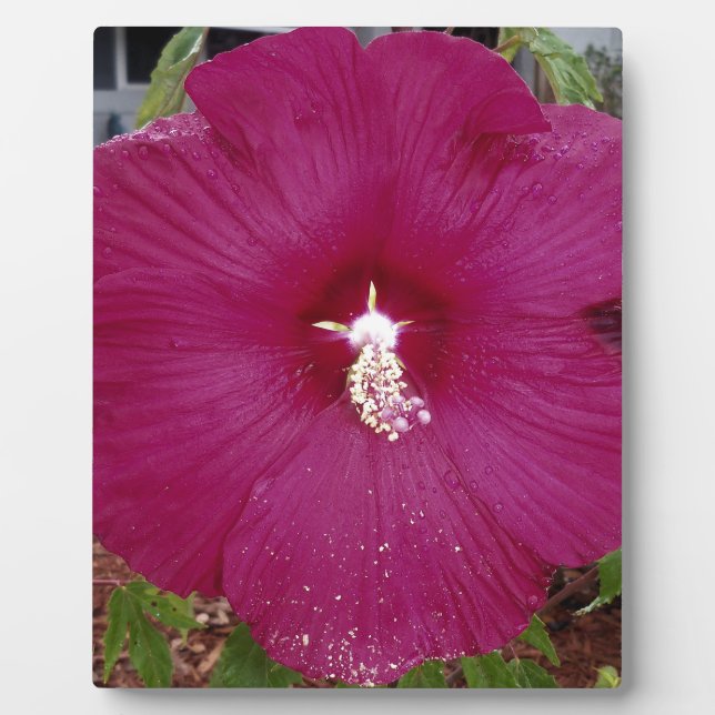 Plaque Photo large dark red Hibiscus (Devant)