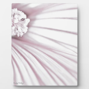 Plaque Photo Lavatera Flower Macro