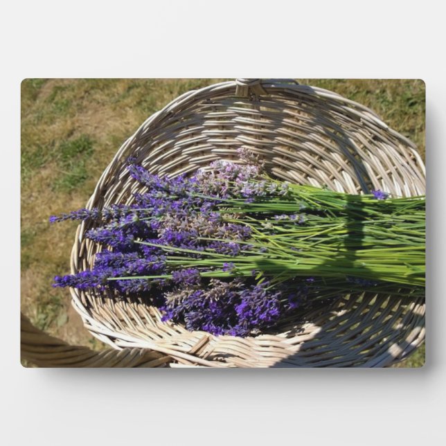 Plaque Photo Lavender (Devant)