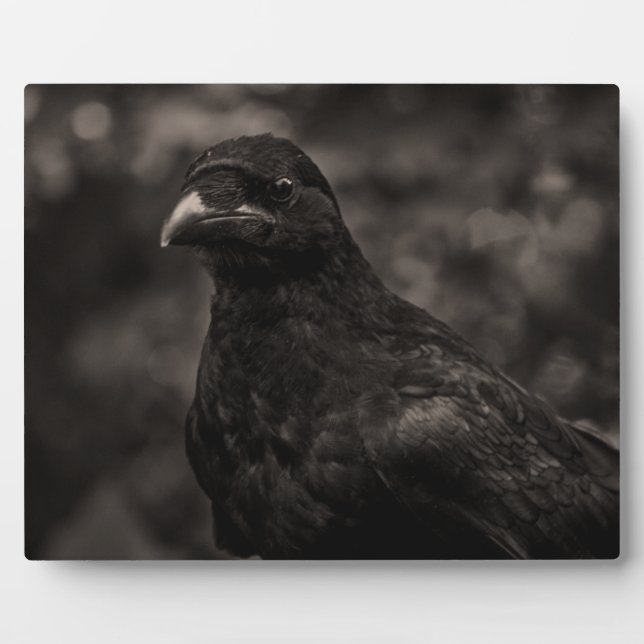 Plaque Photo Le chercheur (Devant)