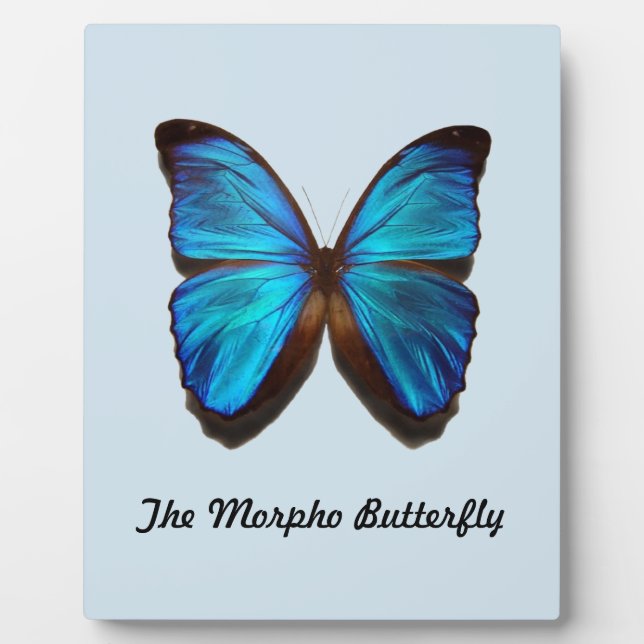 Plaque Photo Le papillon Morpho (Devant)