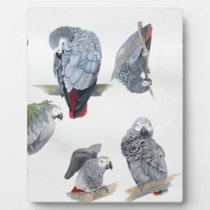Plaque Photo Le perroquet gris africain. Exclusif conçu par Gri
