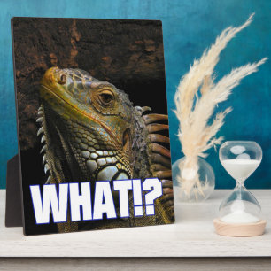 Plaque Photo Le Quoi ! ? Iguana