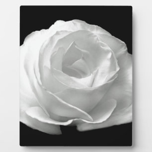 Plaque Photo Le rose blanc fleurit art d'amour de paix de