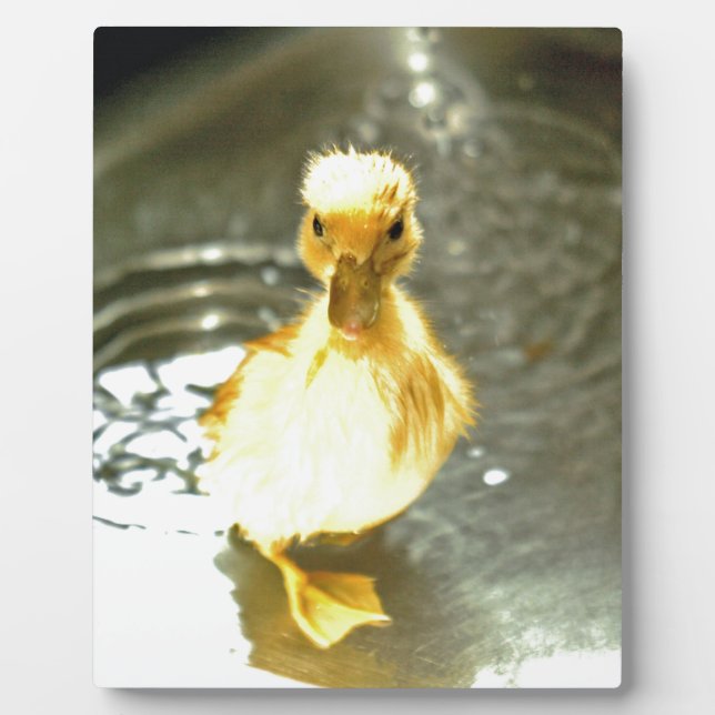 Plaque Photo Les canards ont un bain. (Devant)