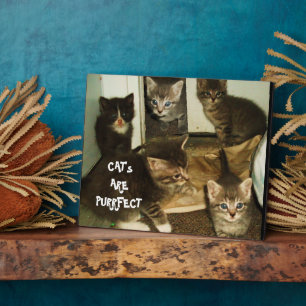 PLAQUE PHOTO LES CHAT SONT PURRRFECT