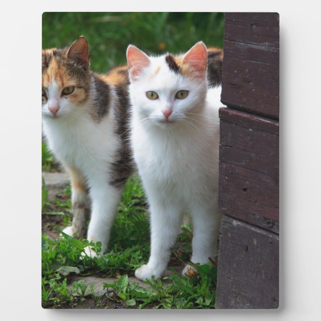 Plaque Photo Les chats jouent (Devant)