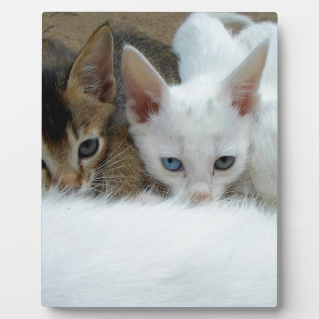 Plaque Photo Les chats ont l'air mignons (Devant)