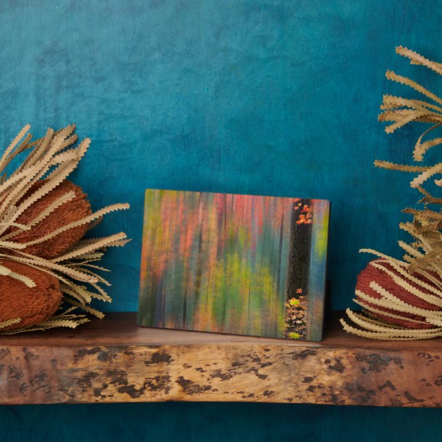 Plaque Photo Les érables | Parc d'état de Silver Falls (Côté)