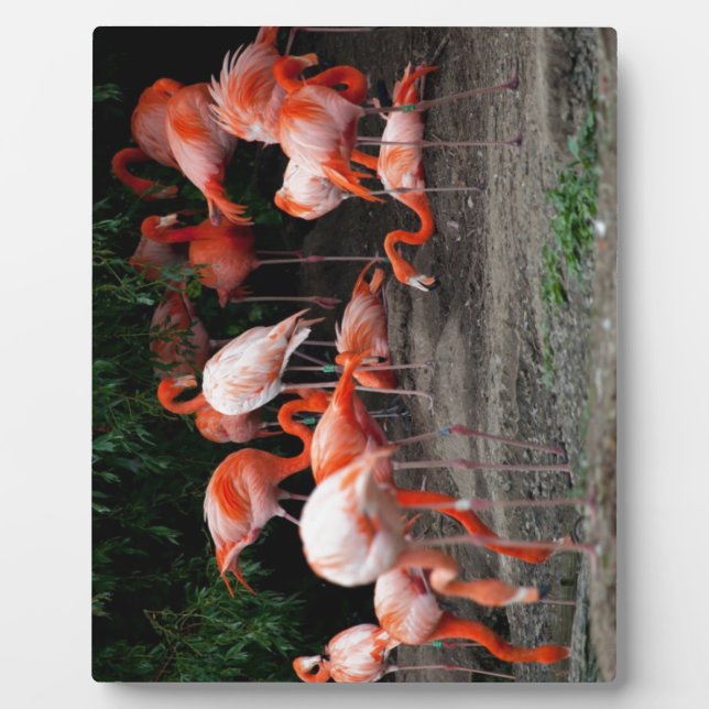 Plaque Photo Les oiseaux de plage tropicaux Flamants roses de d (Devant)