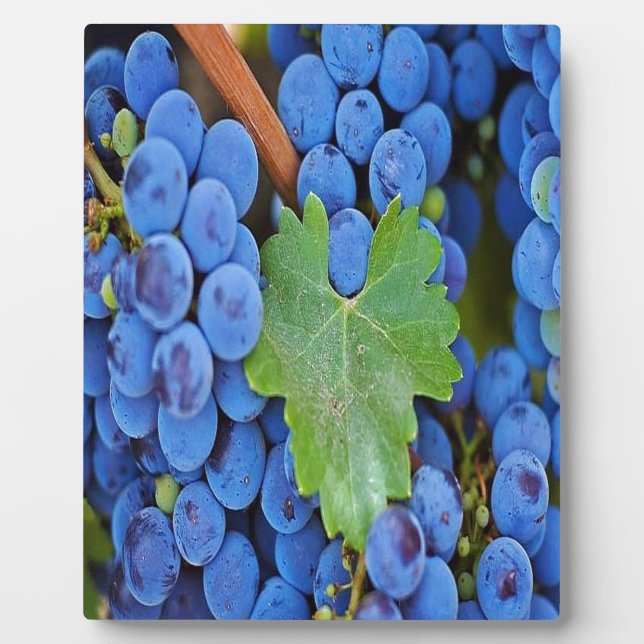 Plaque Photo Les raisins sur une vigne (Devant)