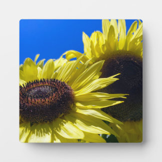 Plaque Photo Les tournesols de Moonwalker se tournent vers le c