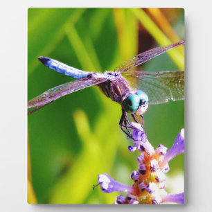 Plaque Photo libellule turquoise et violette