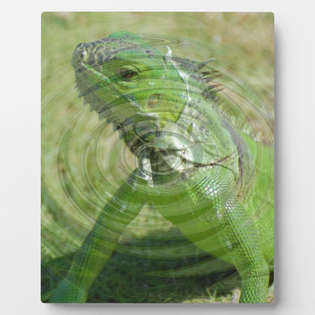 Plaque Photo L'iguane vert (Devant)